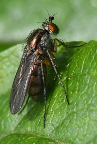 Dolichopus griseipennis